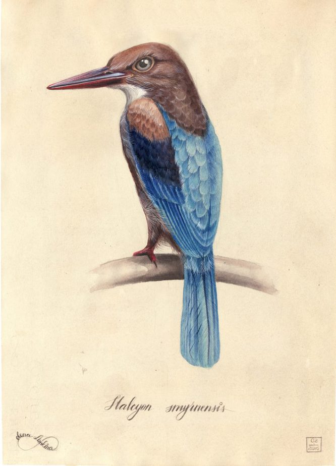 color-limkina-birds